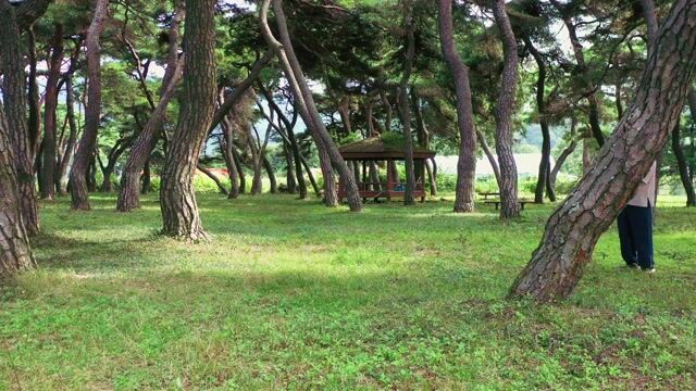 불로 그리는 그림, 낙화장