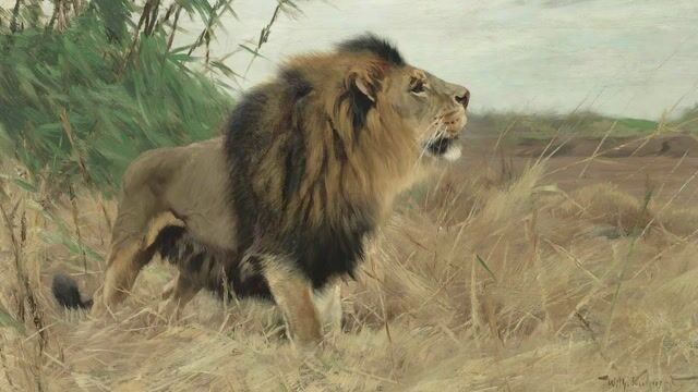 Lions in the Long Grass