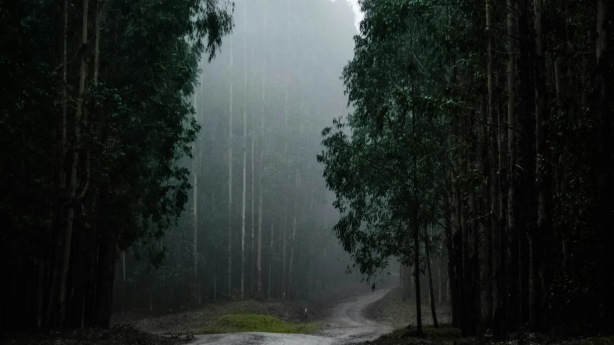 코트디부아르의 평화