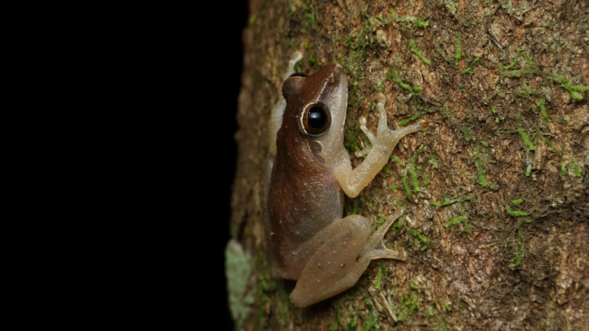 숲속의 개구리 소리