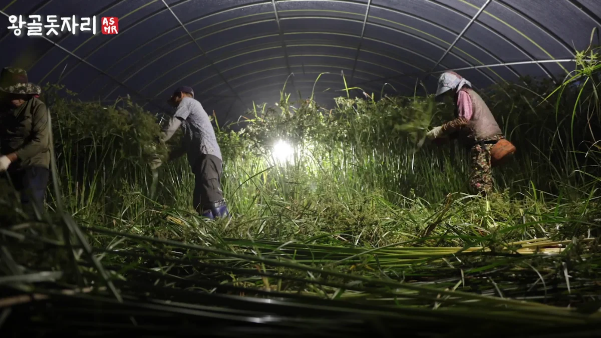 왕골 돗자리 제작