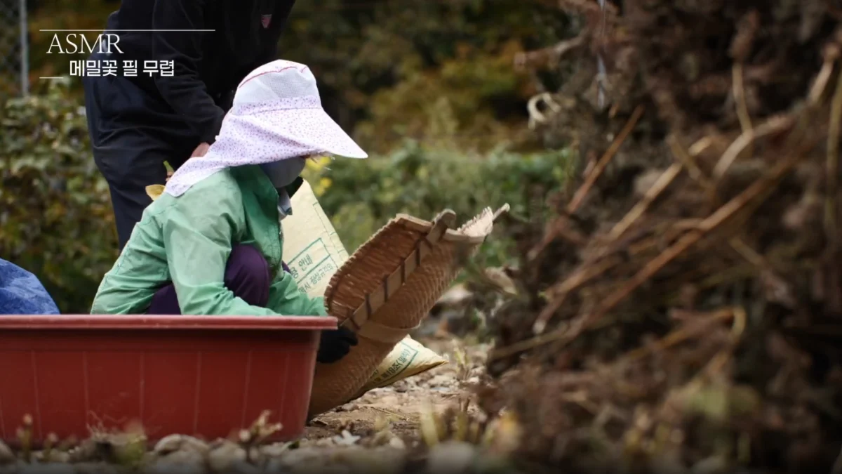 메밀꽃이 피는 풍경