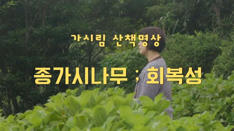 가시림 종가시나무_회복성