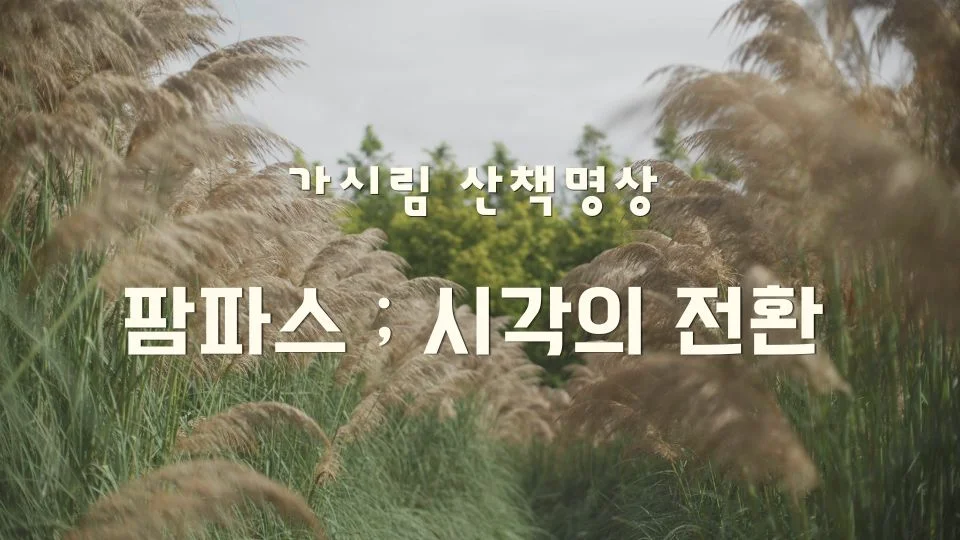 가시림 팜파스 _ 시각의 전환
