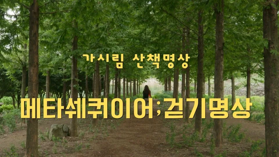 가시림 메타세쿼이어_걷기명상