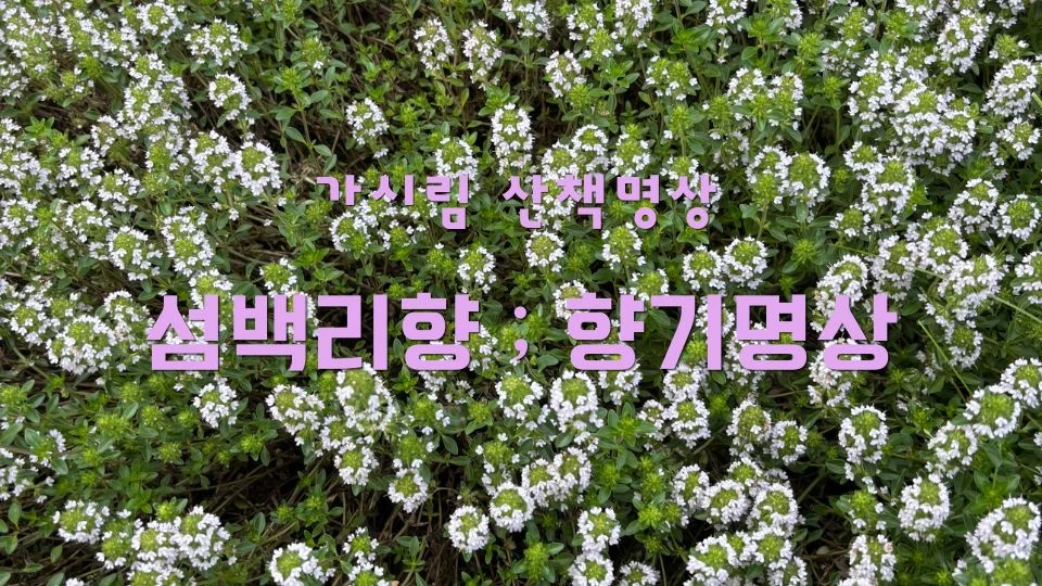 가시림 섬백리향 _ 향기명상