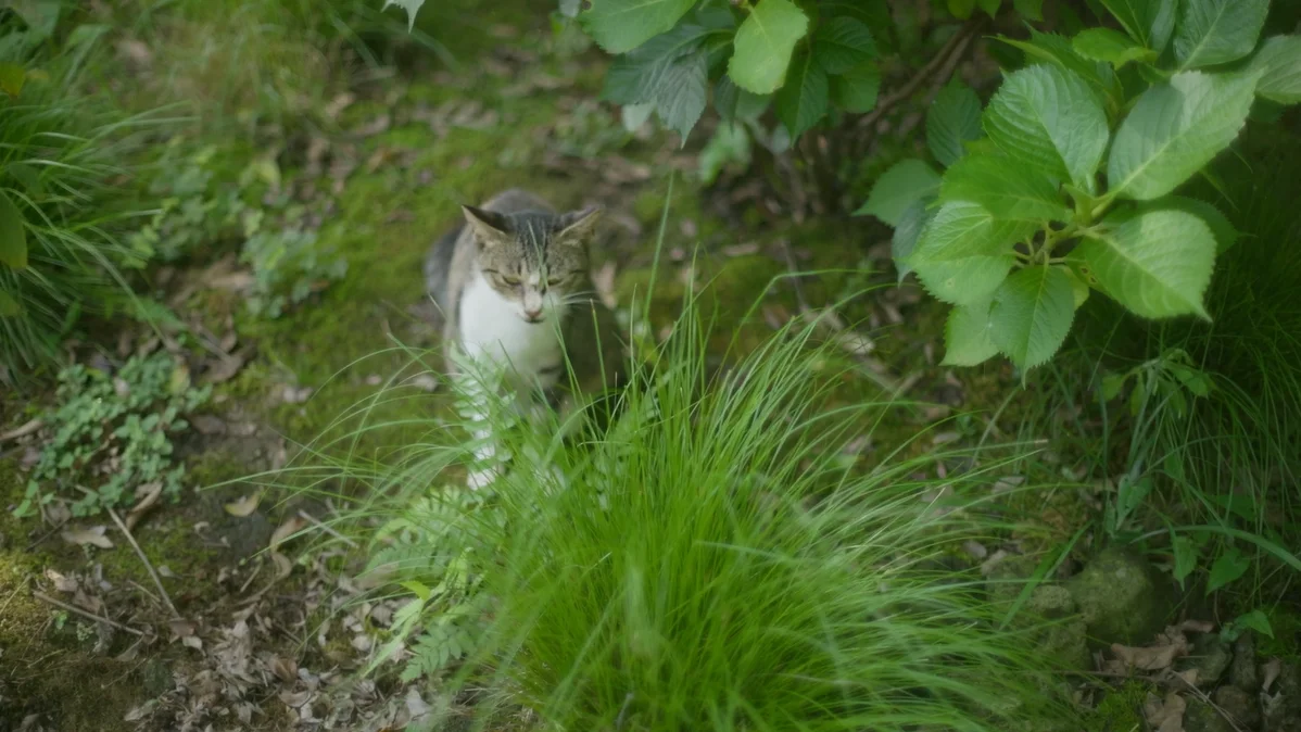 가시림 고양이 힐링